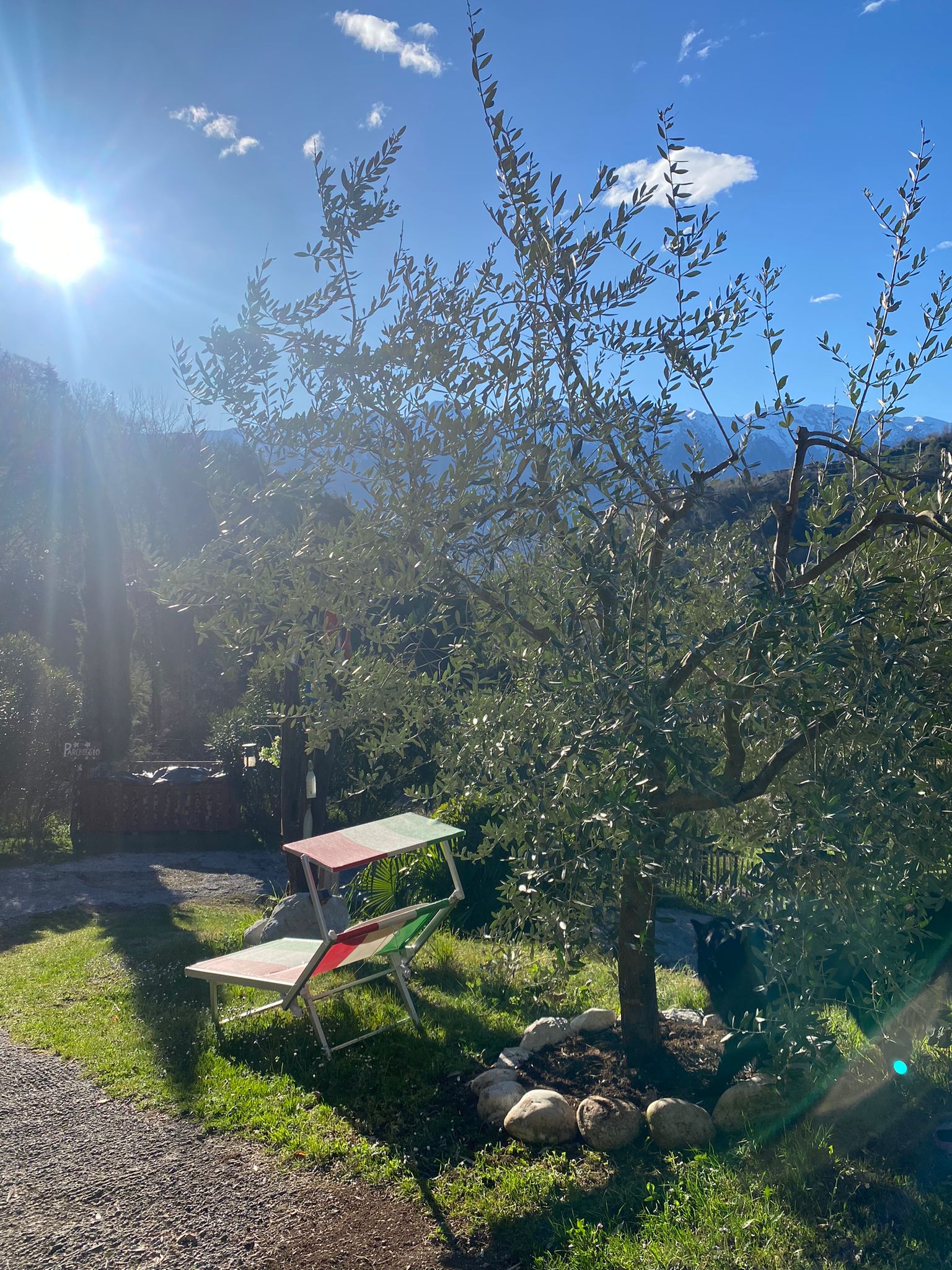 Olivenbaum und Garten